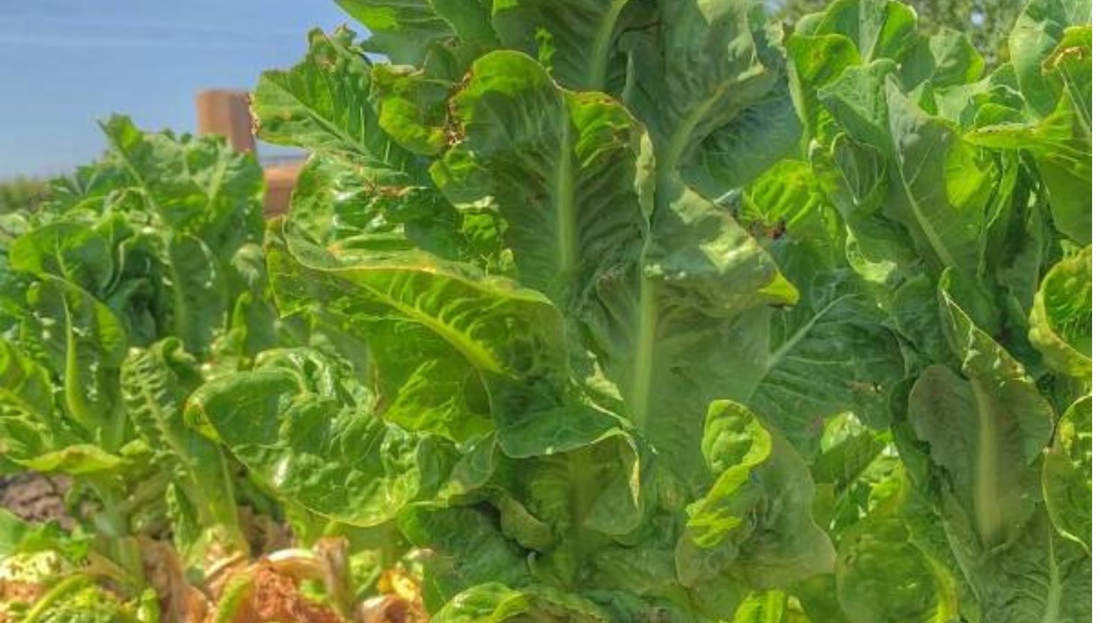 Lettuce bolting