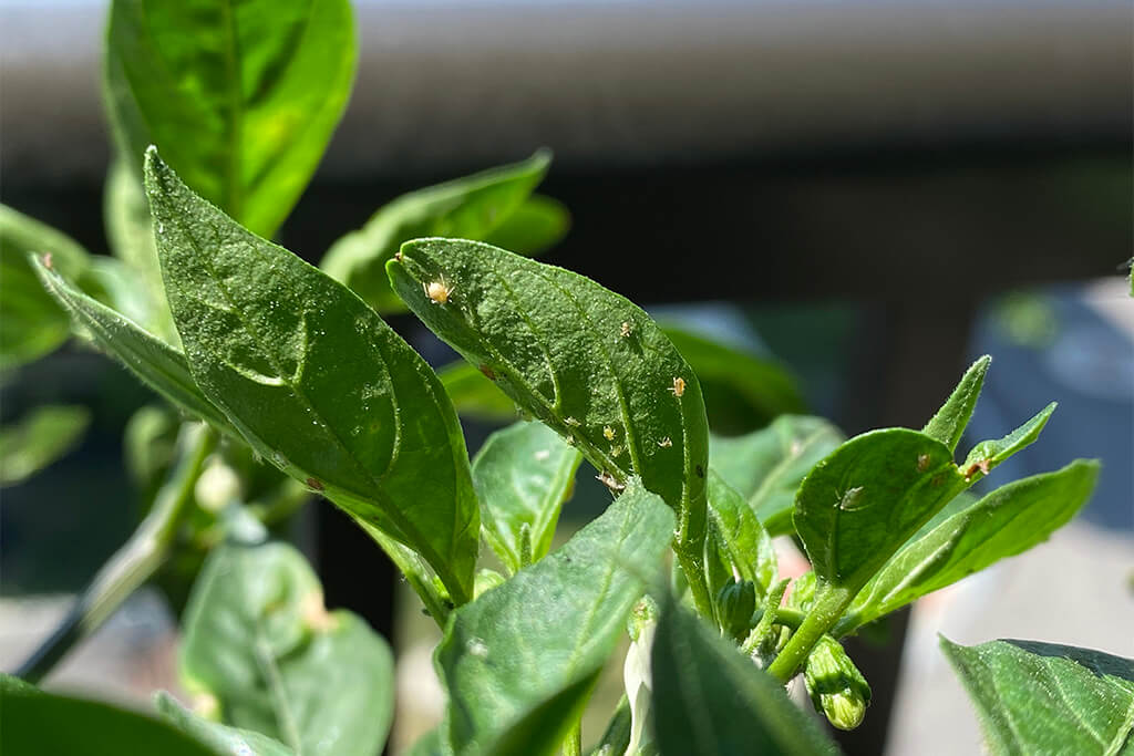 what causes aphids on chilli plants