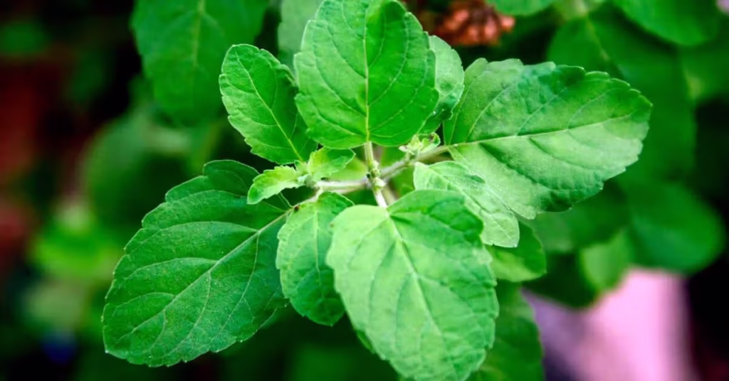 How to Use Neem Oil for Plants the Right Way