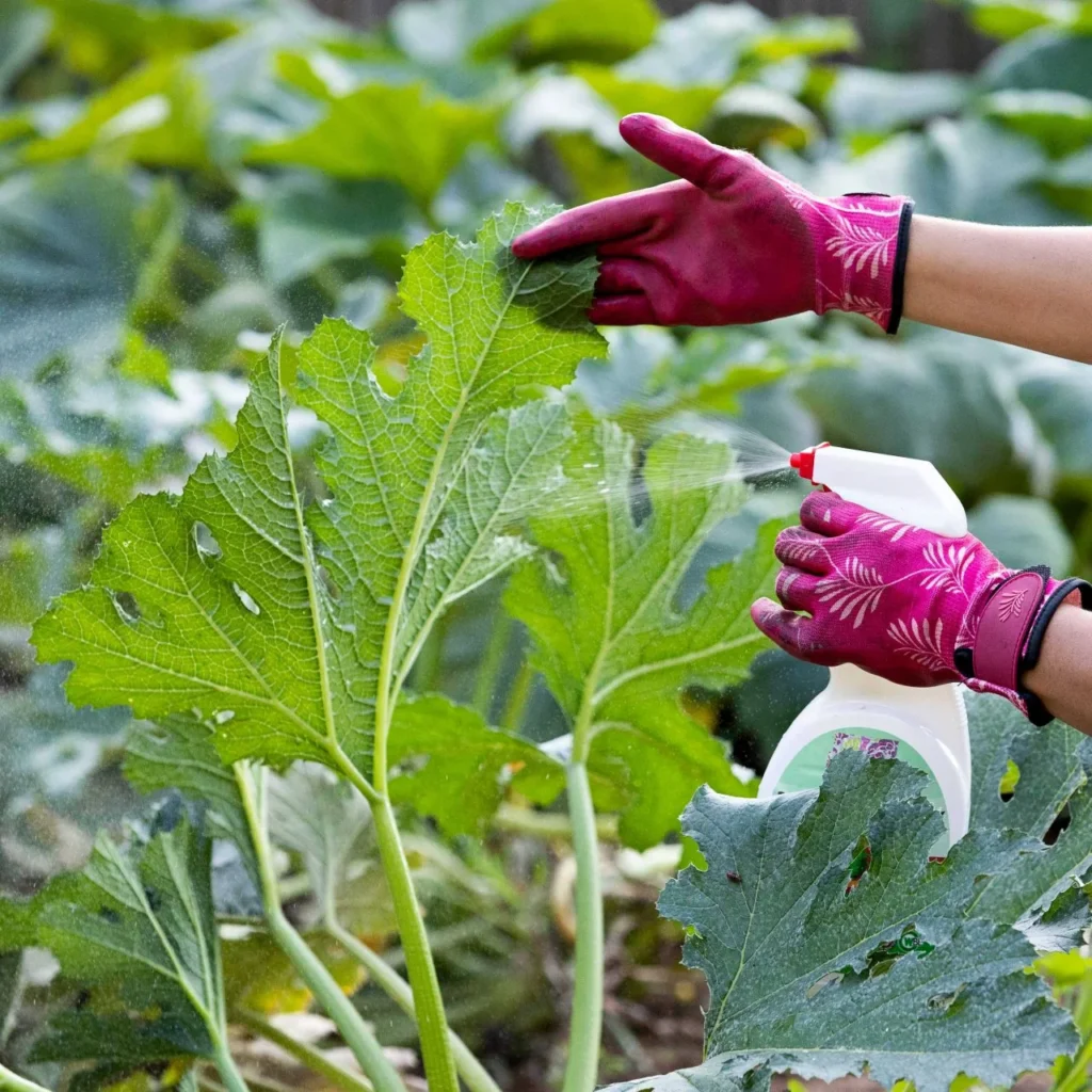 the right way to use Neem oil on plants