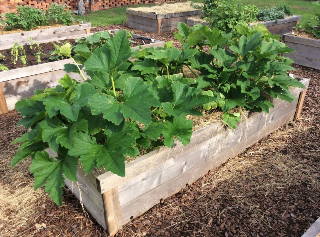 how to grow squash vertically