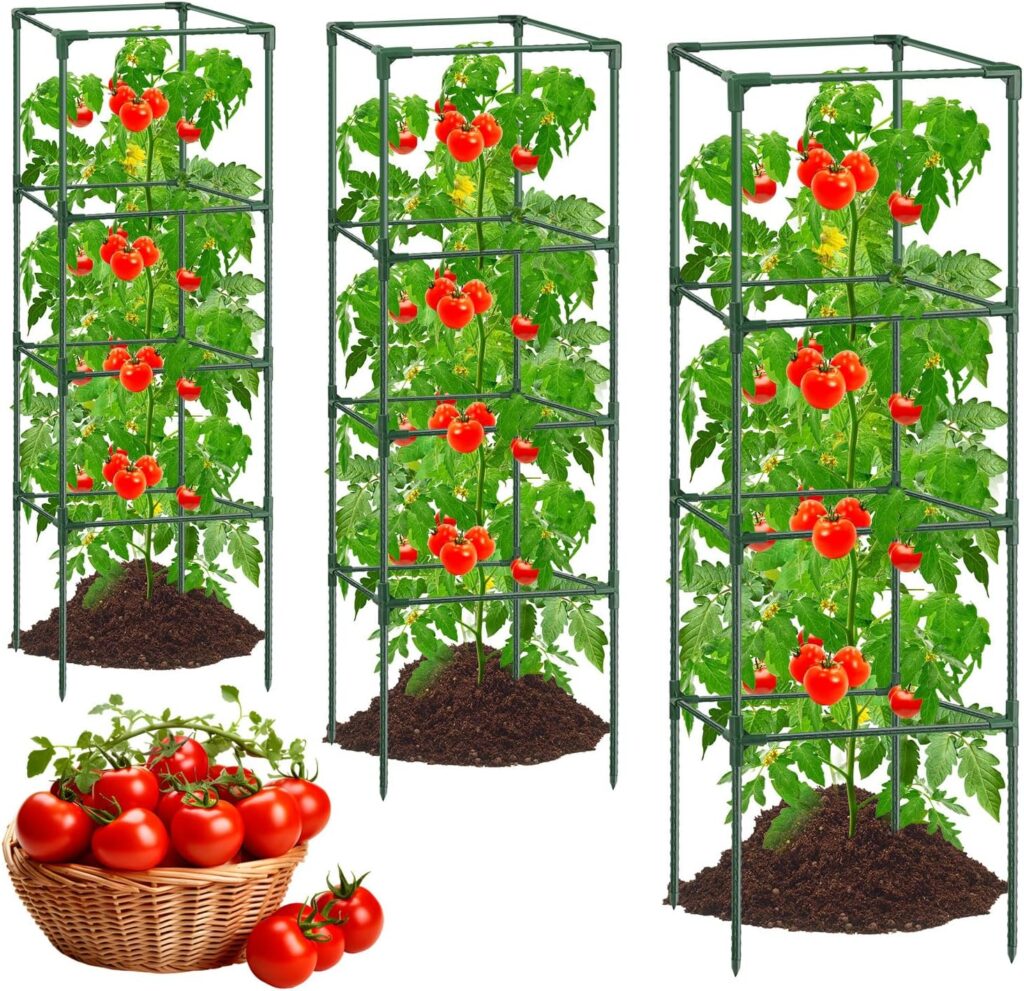 chocolate cherry tomato plant