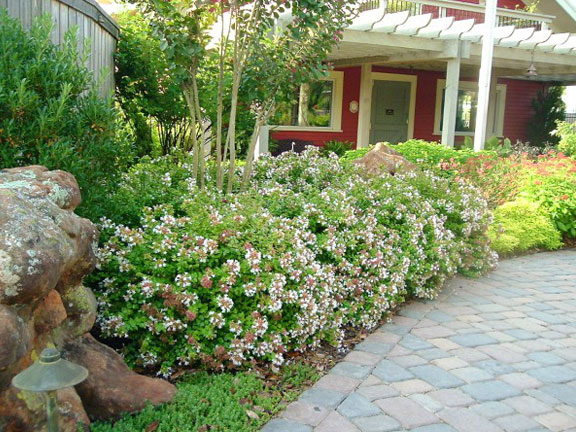 Abelia hybrid shrub planted in front of the house