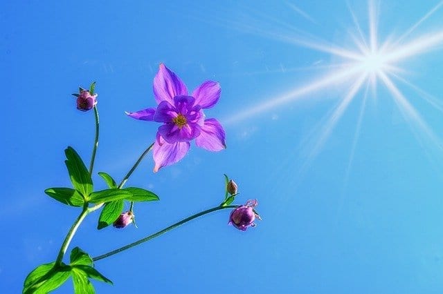 the Columbine flowers Spiritual Symbolism in Christianity