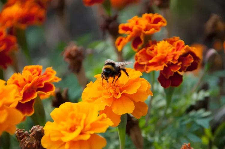 Yellow Marigolds