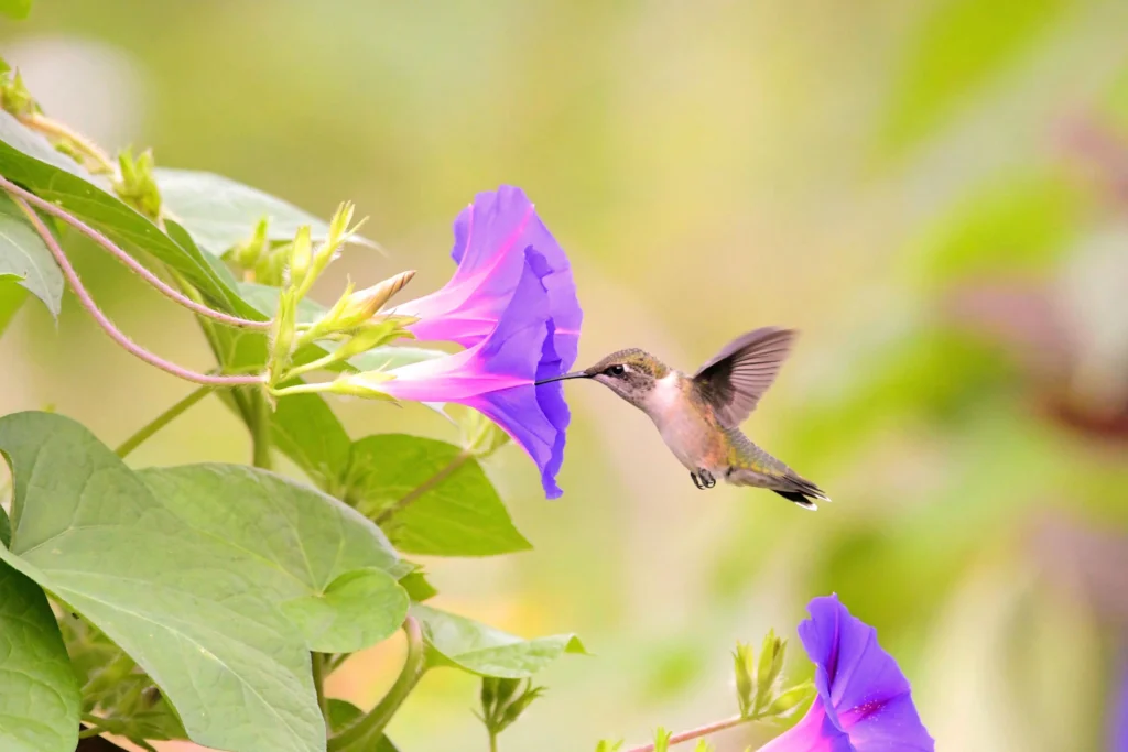 Columbine flowers attract pollinators