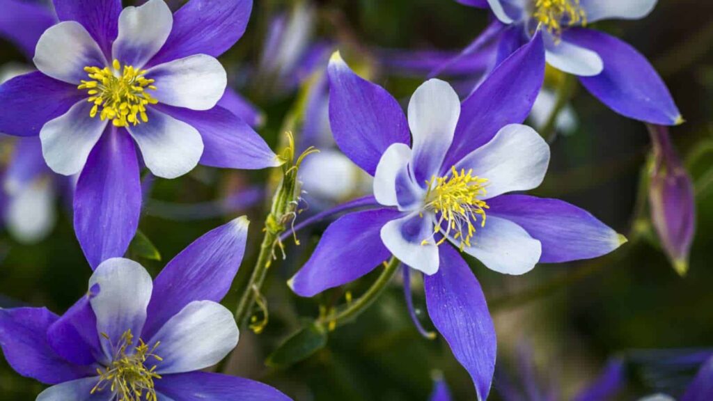 Violet Columbine flowers