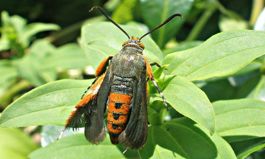 how to prevent squash vine borers