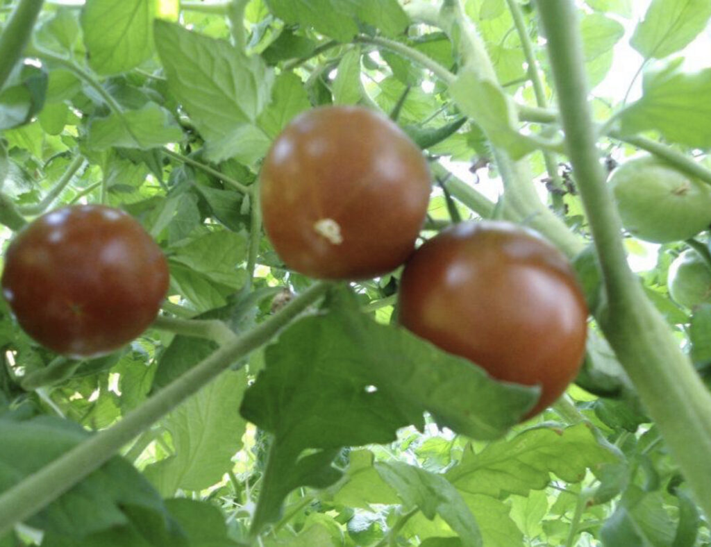 Black Prince tomato plant
