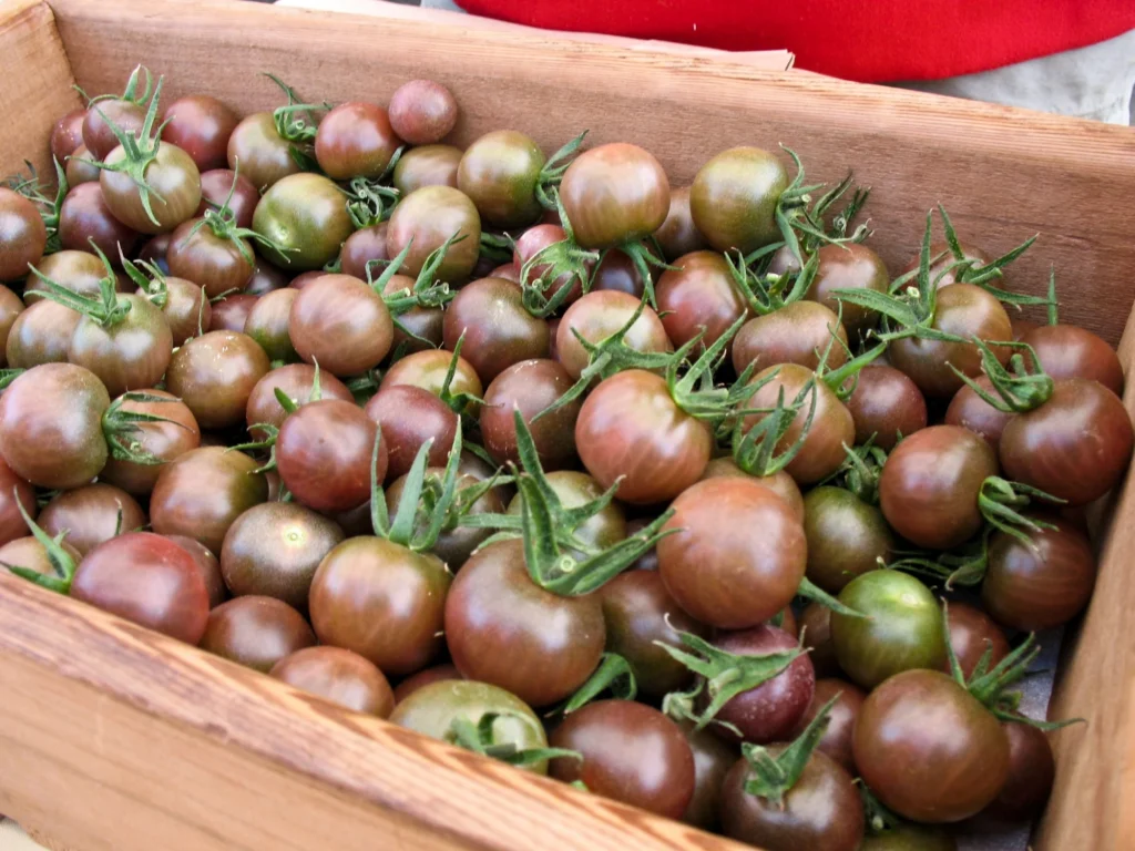chocolate cherry tomatoes plants