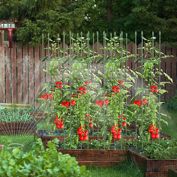 planting tomatoes in garden raised beds
