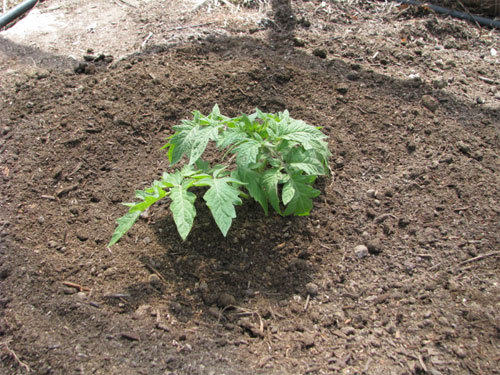 planting tomatoes in garden raised beds