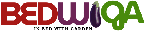 Bedwiga