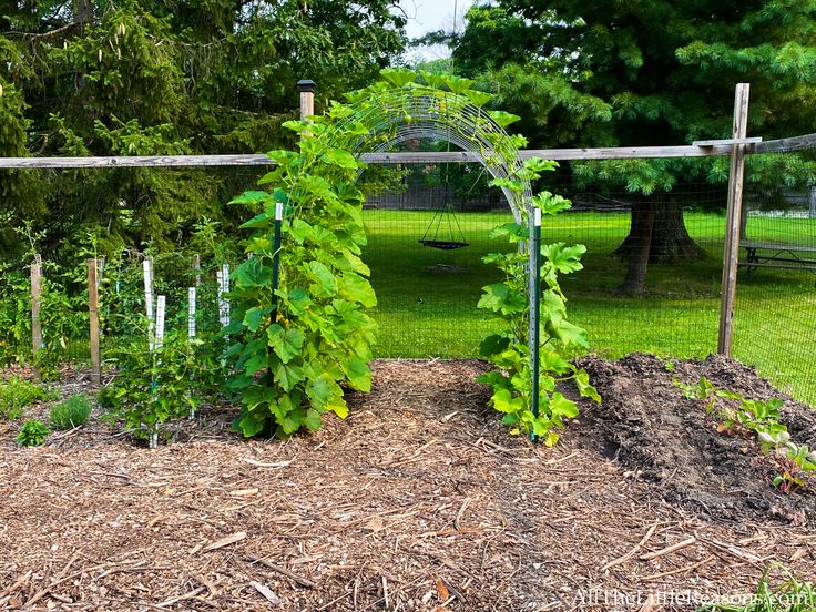 how to grow Squash Vertically