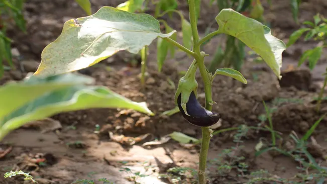 how long does it take for eggplant seeds to germinate