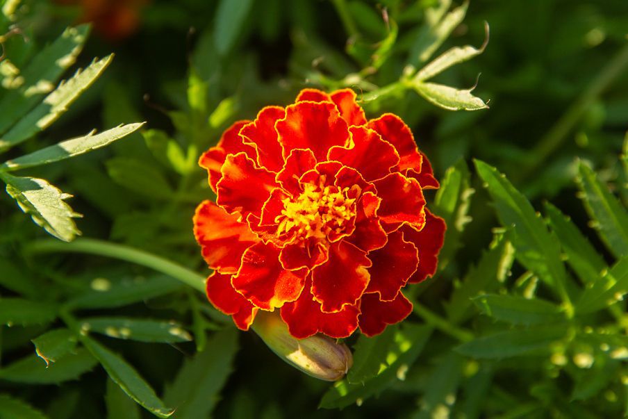 how long does marigold seeds take to germinate