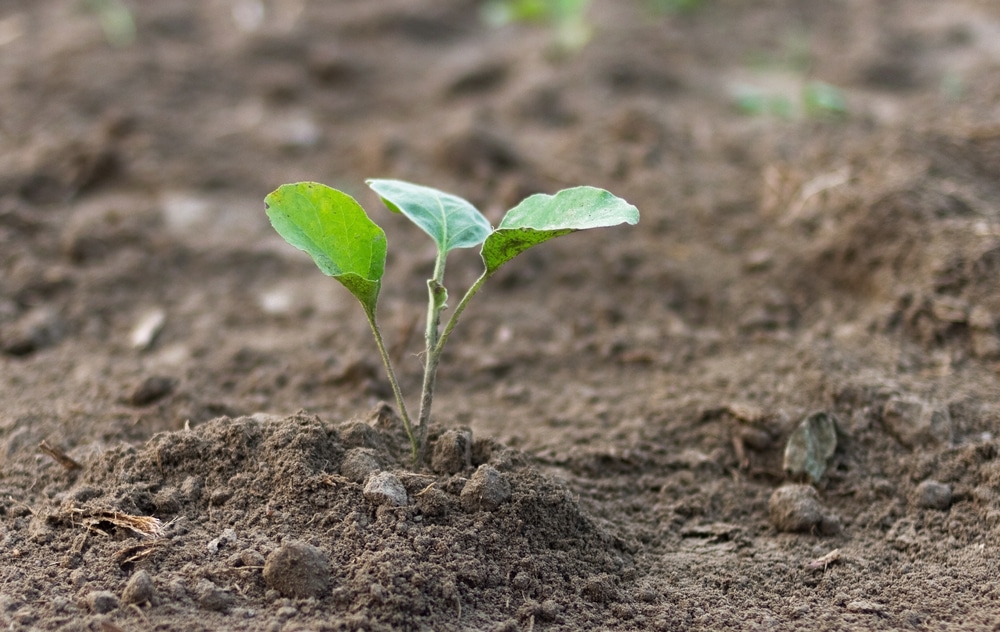 how long does it take for eggplant seeds to germinate