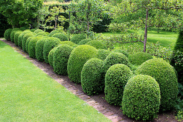 Boxwood for front yard landscaping