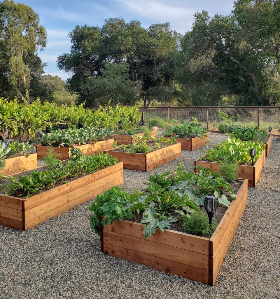 planting tomatoes in garden raised beds