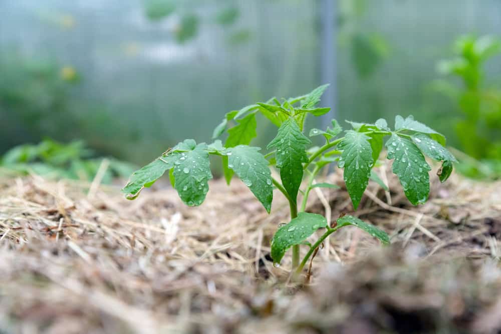 planting tomatoes in garden raised beds