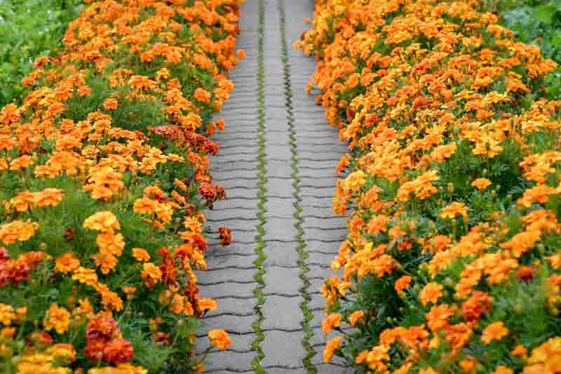 Yellow marigold