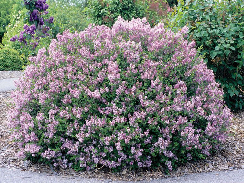 Dwarf Korean Lilac