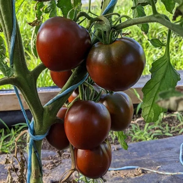Black Prince tomato plant