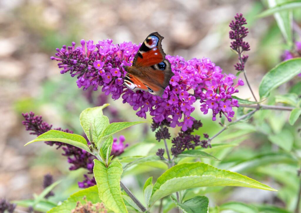 Butterfly Bush for front of the house