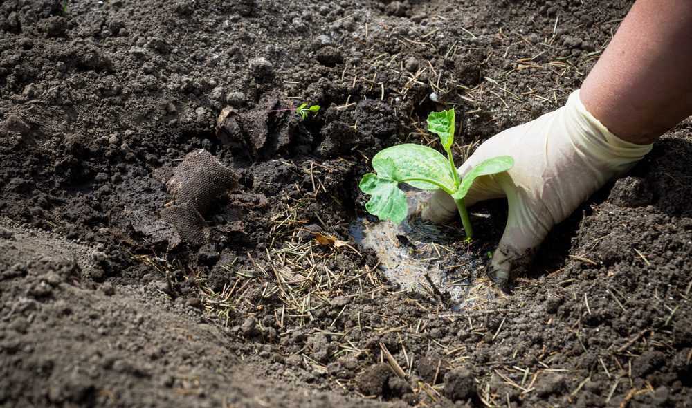 Planting squash early or late in the season prevents squash vine borers