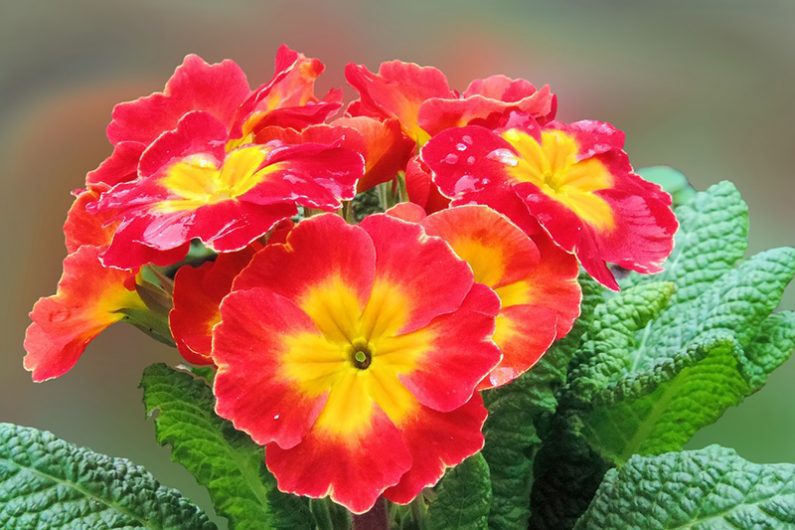 Primrose flowers