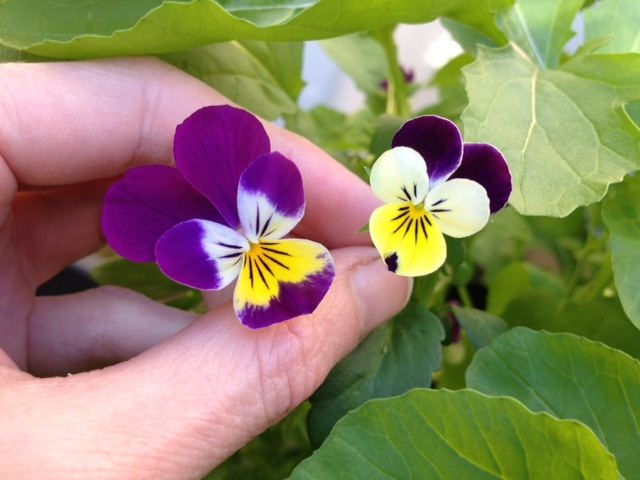 Violas edible flowers