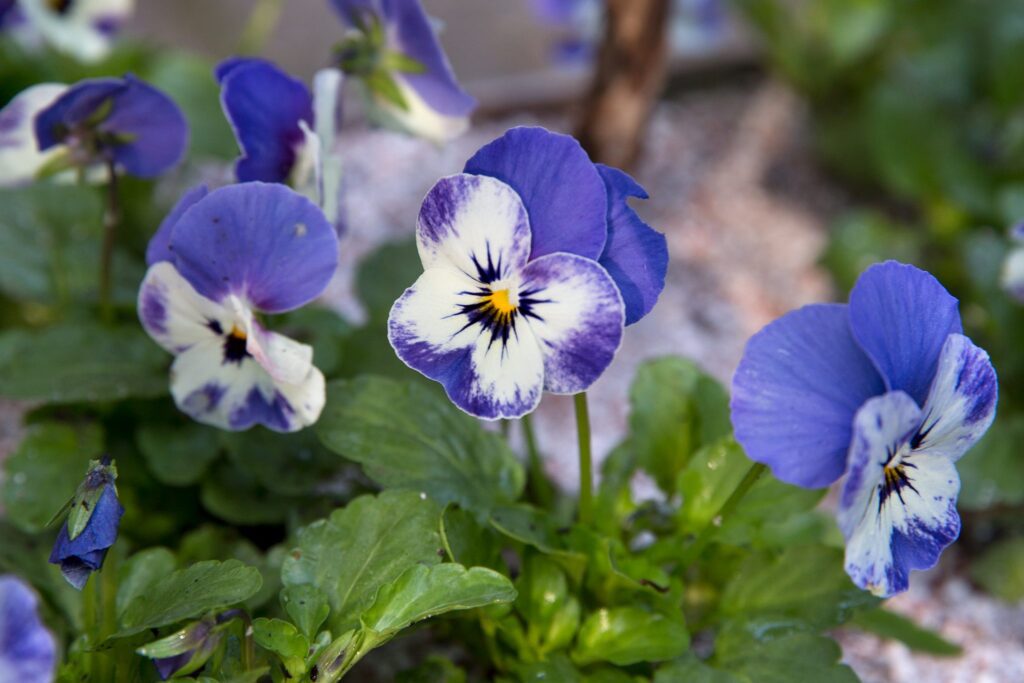 Viola flower care