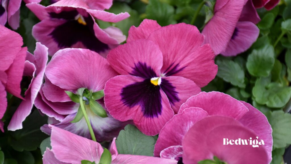 Pansies