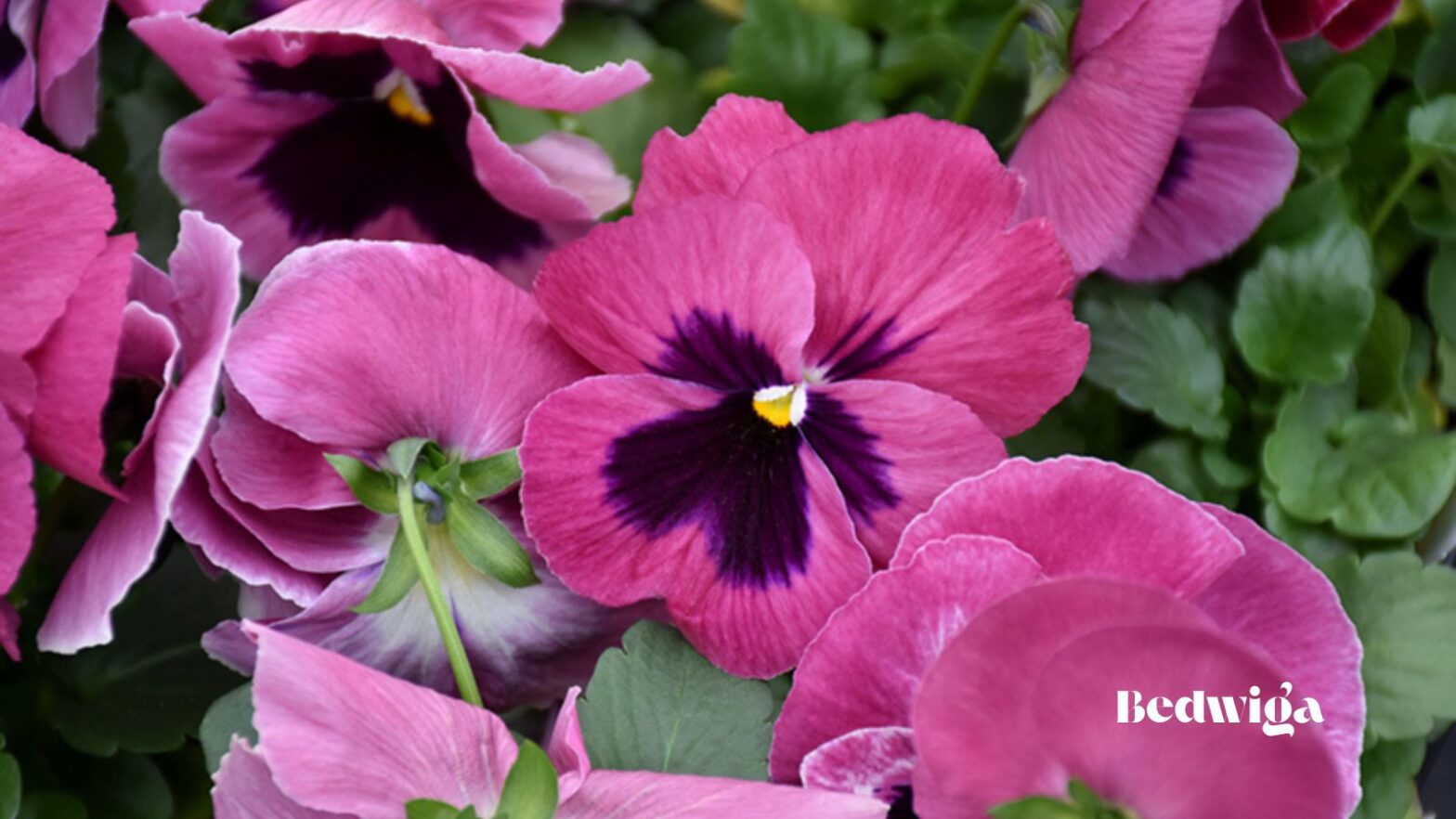 Pansies
