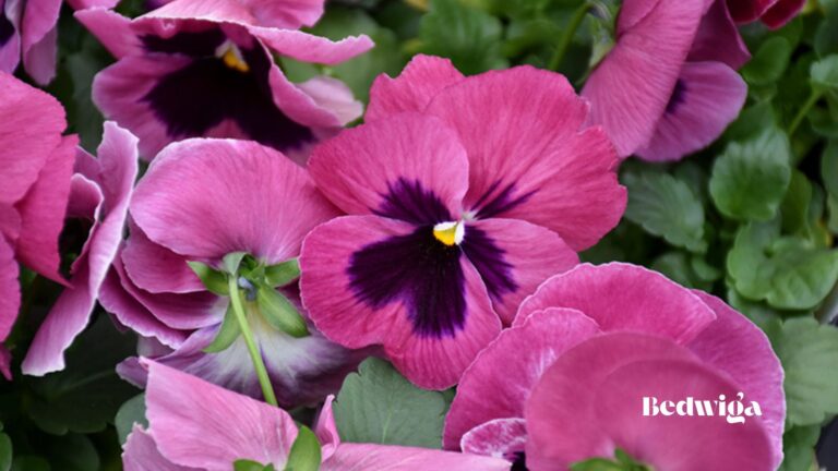 Pansies