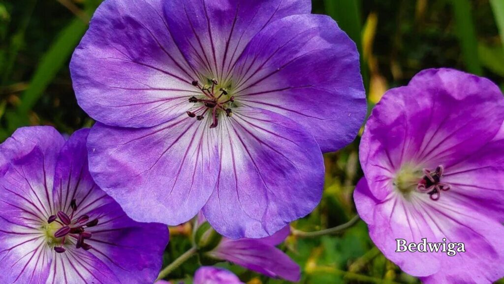 Viola flower care