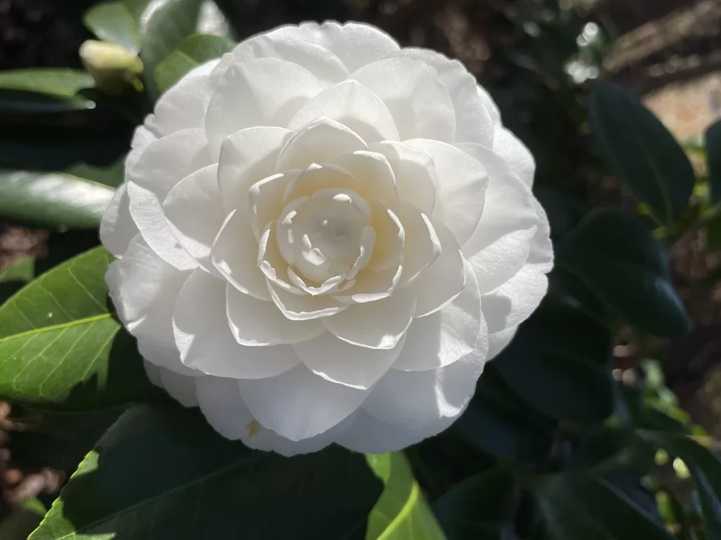 white Camellia flower