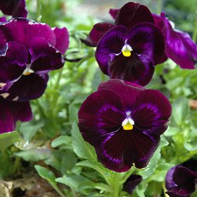 Colossus neon Pansy