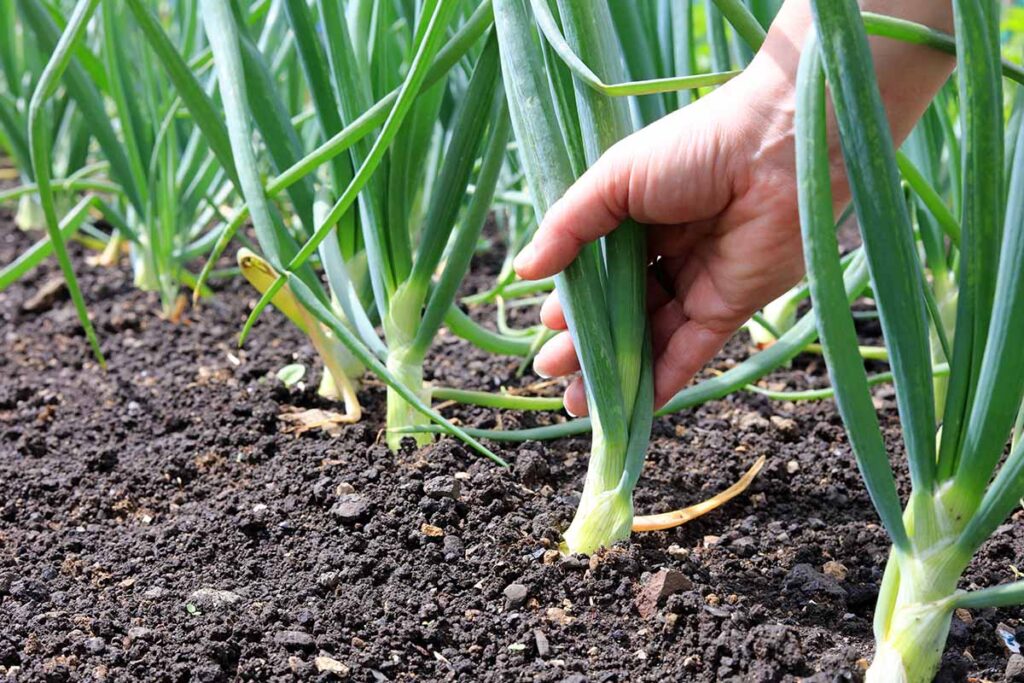 how to grow green onions from onions