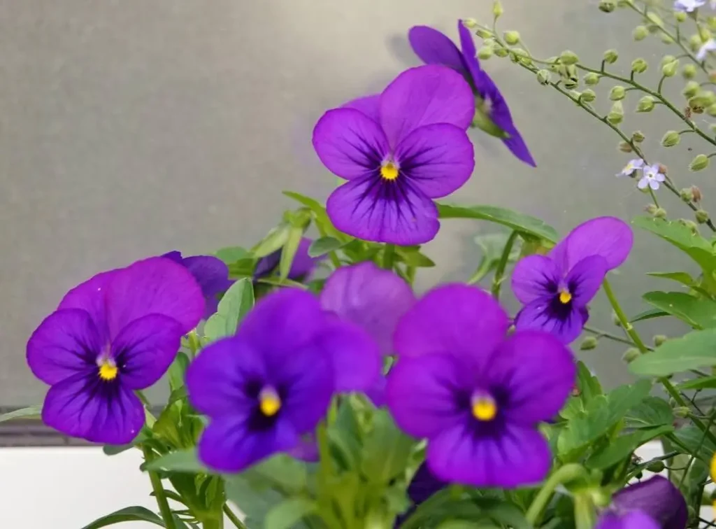 Violas edible flowers