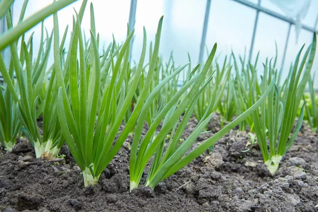 How to Grow Green Onions