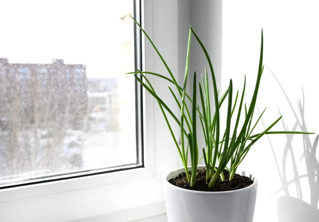 how to grow green onions indoors