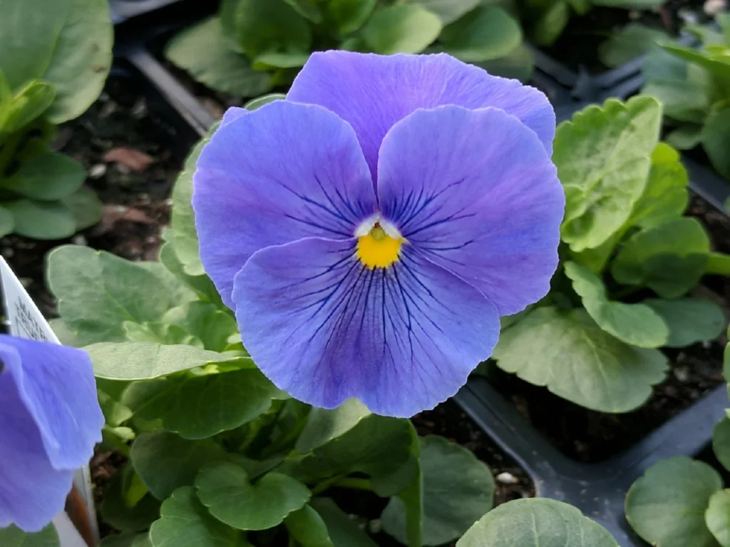 Delta Series Pansy pro