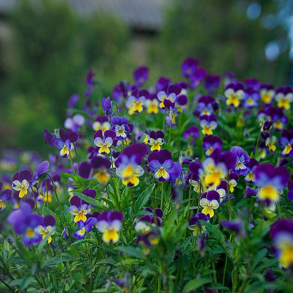 Violas edible flowers
