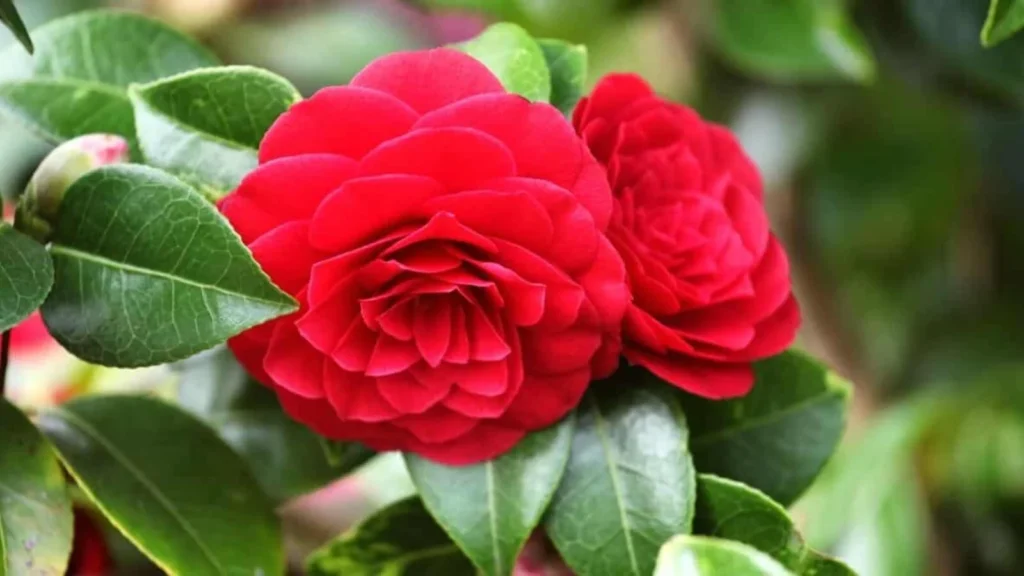 Red camellia flower