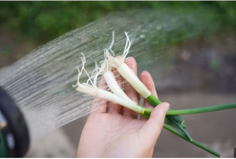 how to grow green onions from scraps