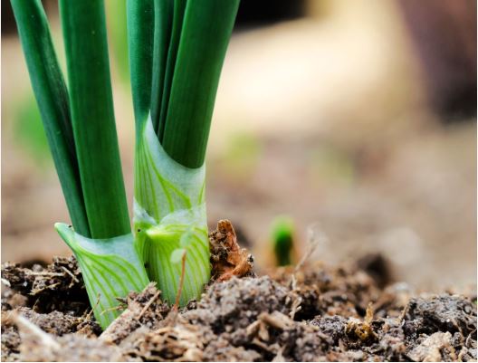 how to grow green onions