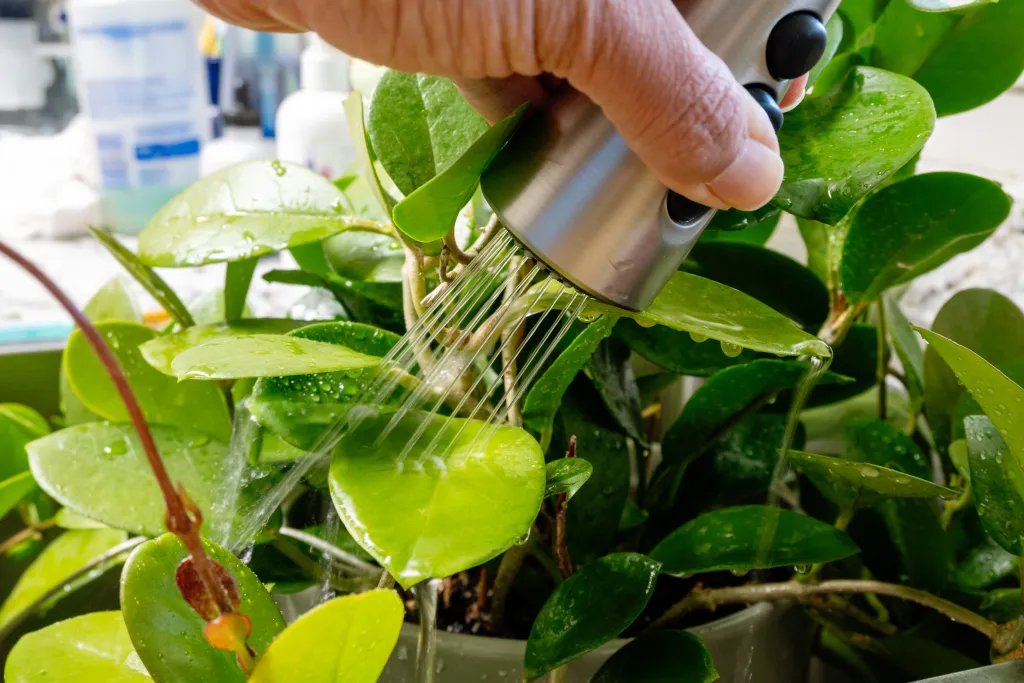 How to get rid of aphids naturally