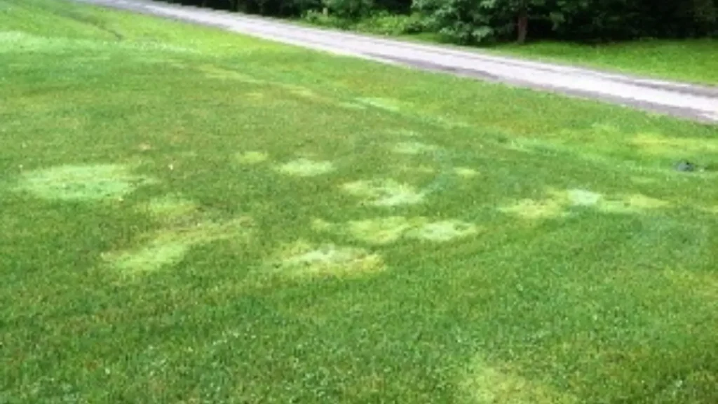 Bright Green Grass in Lawn
