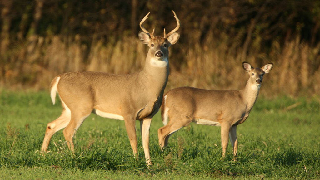 how to keep deer away from vegetable garden